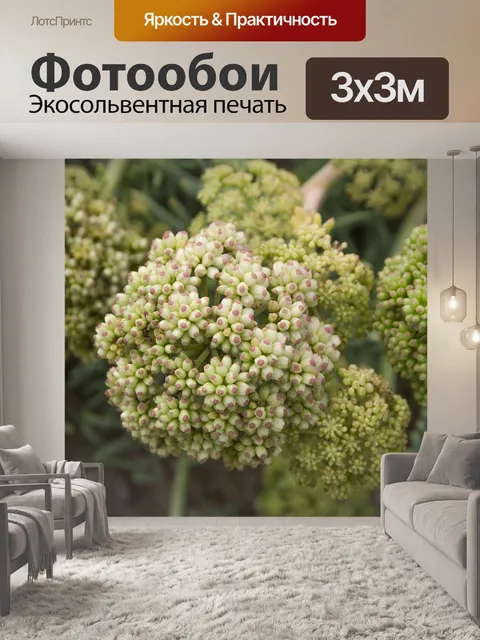 Фотообои Цветы