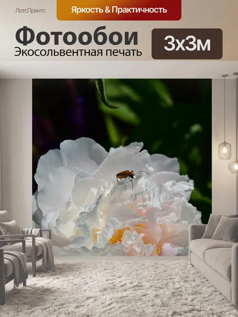 Фотообои Коровка на белой розе