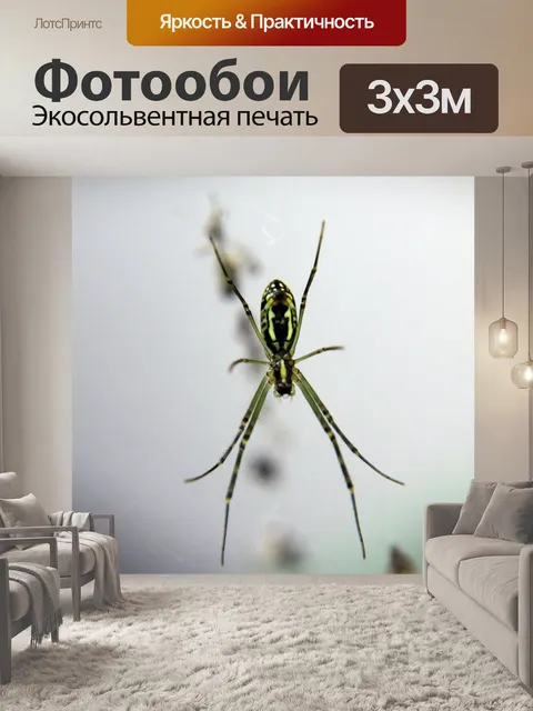Фотообои Паук