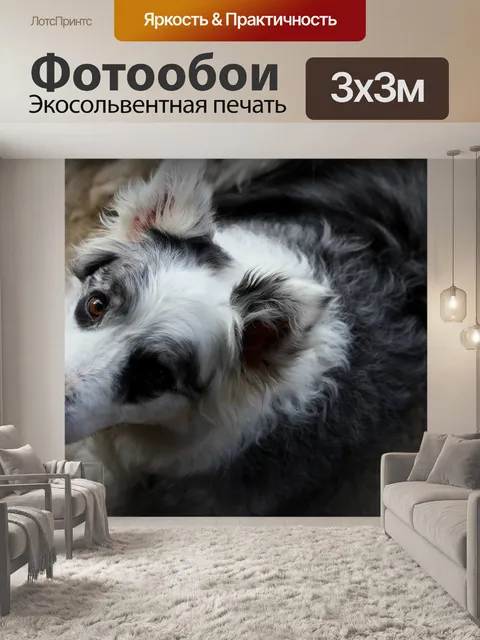 Фотообои Бордер-колли