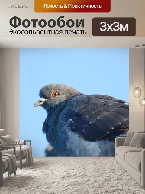 Фотообои Серый голубь