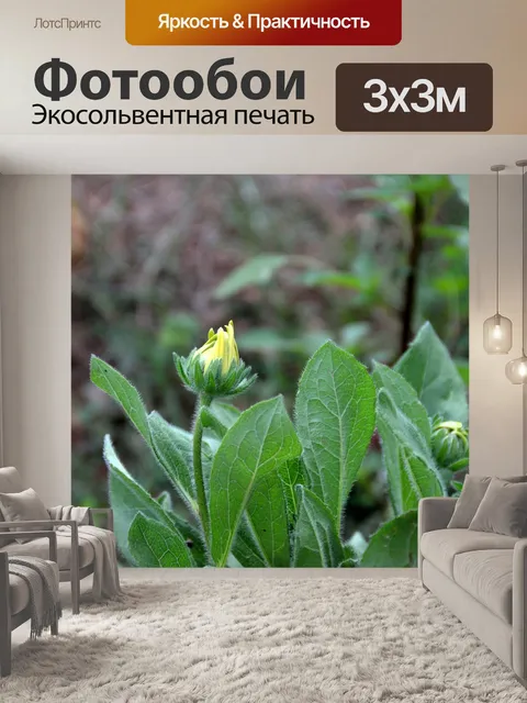 Фотообои Глаз Сьюзен Цветущий