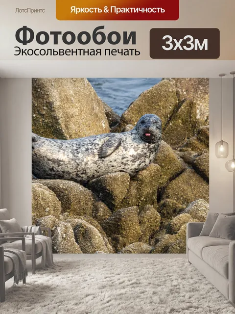 Фотообои морской лев