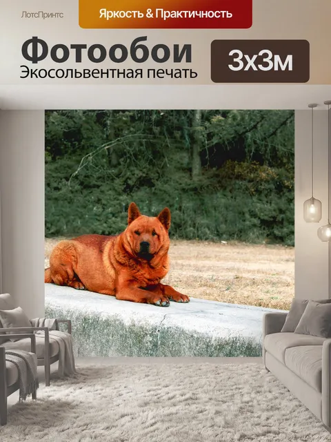 Фотообои Собака