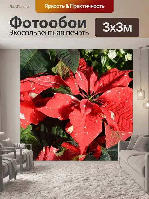 Фотообои Поинсеттиа