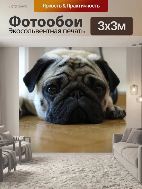 Фотообои Мопс