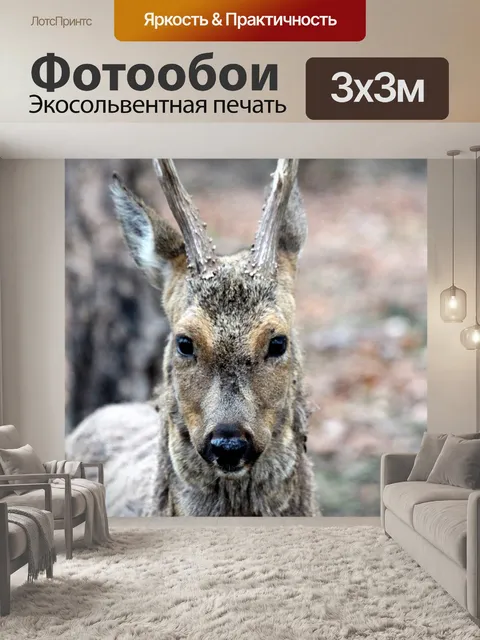 Фотообои Европейская косуля