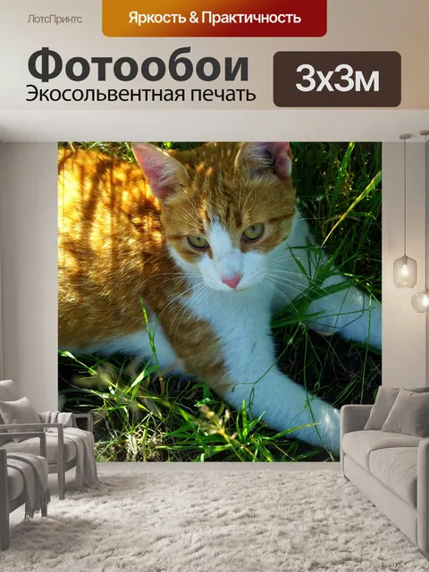 Фотообои Кот