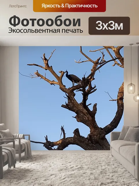 Фотообои Павлин