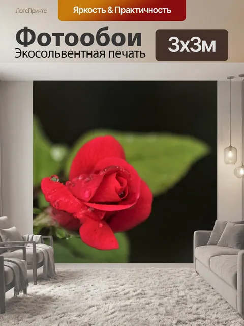 Фотообои Красная роза и капли дождя крупным плано