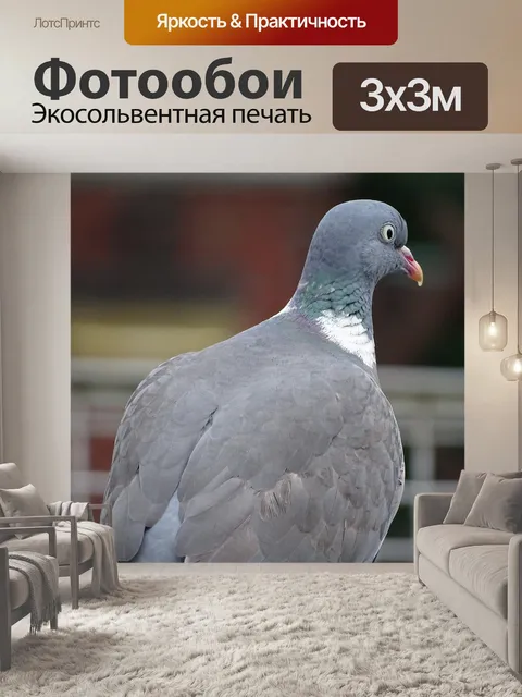 Фотообои Голубь