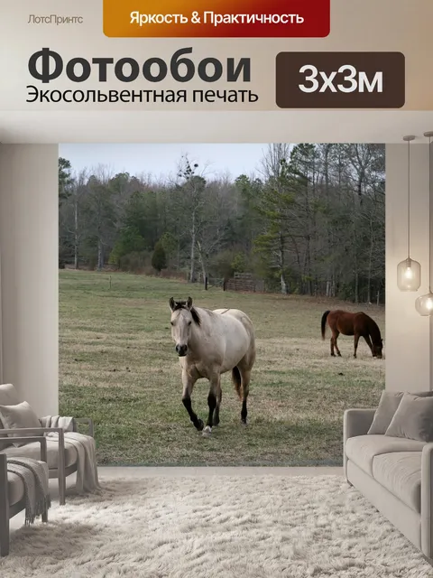 Фотообои Лошади