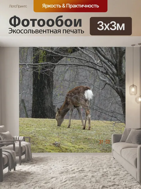 Фотообои олень