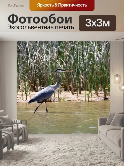 Фотообои Большая голубая цапля в камышах