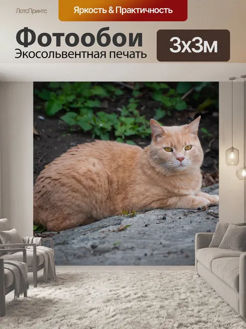 Фотообои Кот