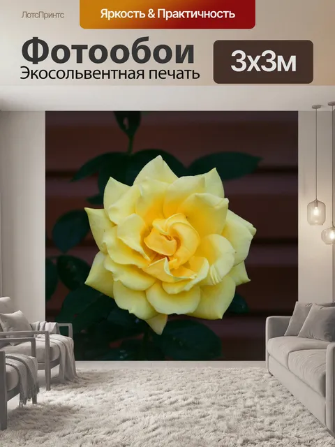 Фотообои Роза