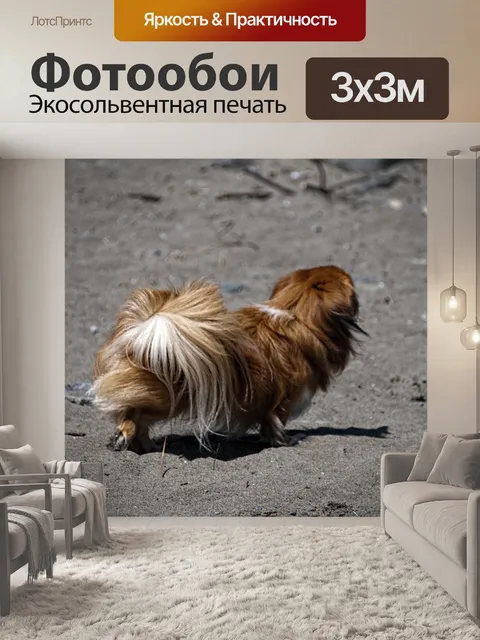 Фотообои Пекинесская собака