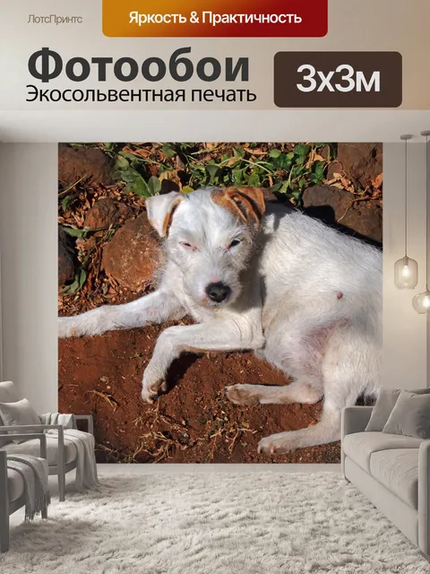 Фотообои белые Парсонс Джек Рассел лежа