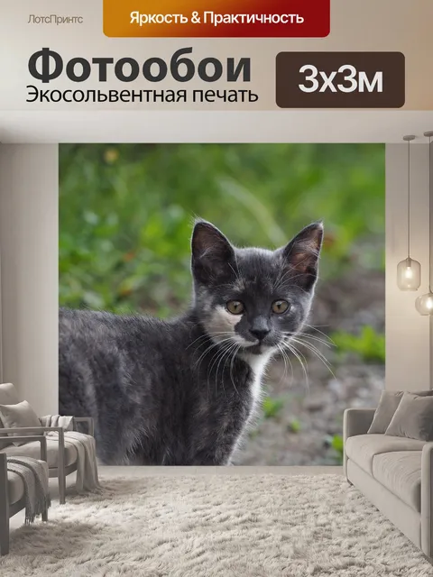 Фотообои Кошка
