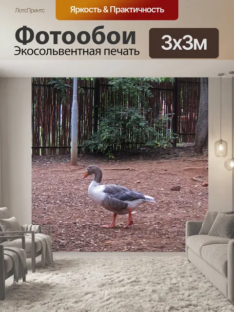 Фотообои Белый и серый гусь