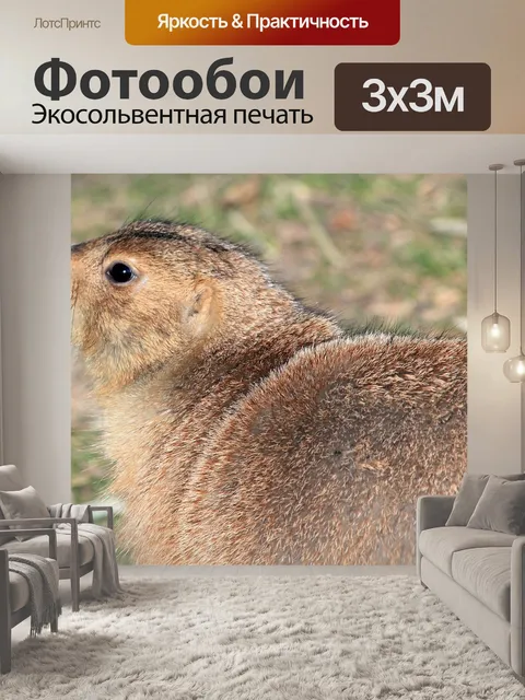 Фотообои Чернохвостая луговая собачка