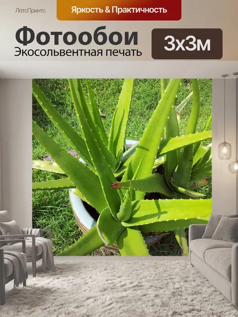Фотообои Алоэ Вера завод