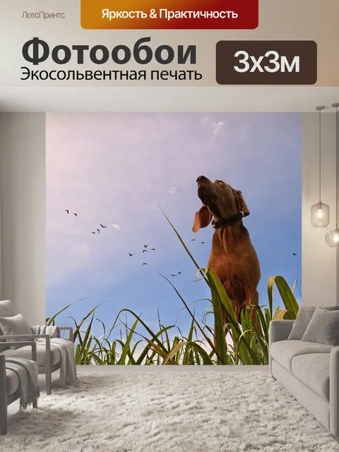 Фотообои Собака