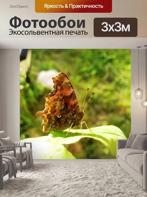 Фотообои Запятая бабочку 10