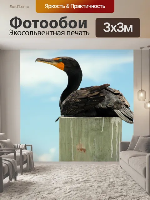 Фотообои Баклан птицы
