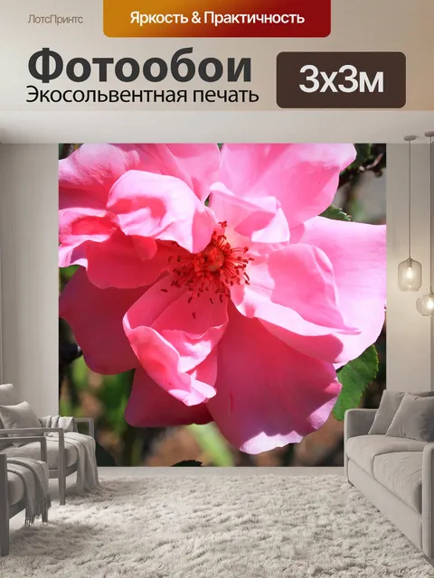Фотообои Розовая роза с света