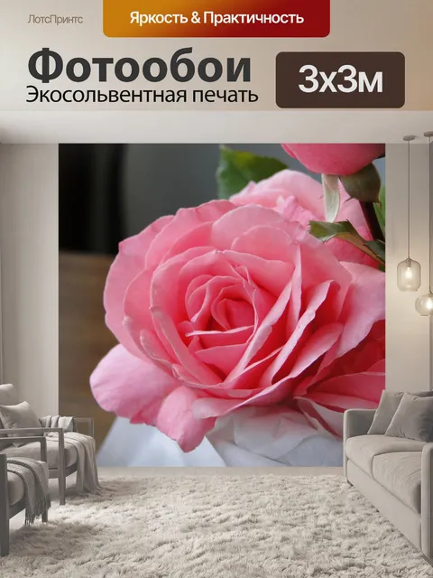 Фотообои Покраснение розовой розы