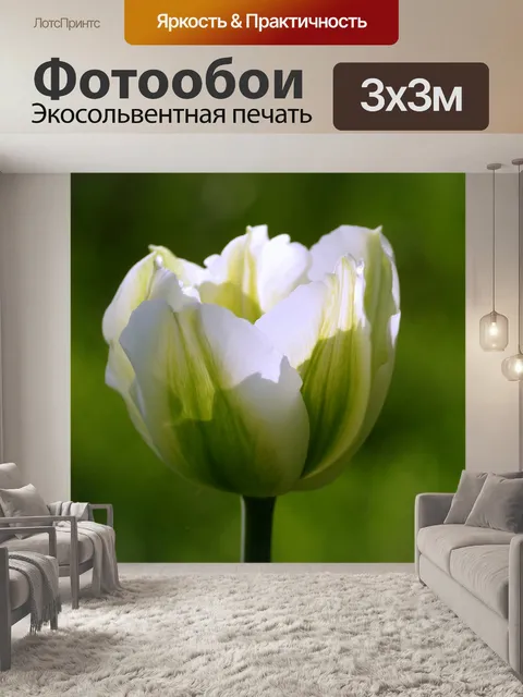Фотообои Тюльпан