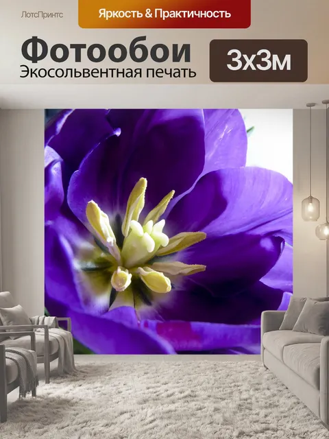 Фотообои Фиолетовый тюльпан
