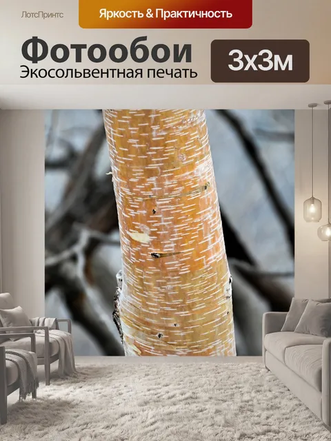 Фотообои Корейская береза