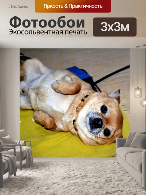 Фотообои Чихуахуа