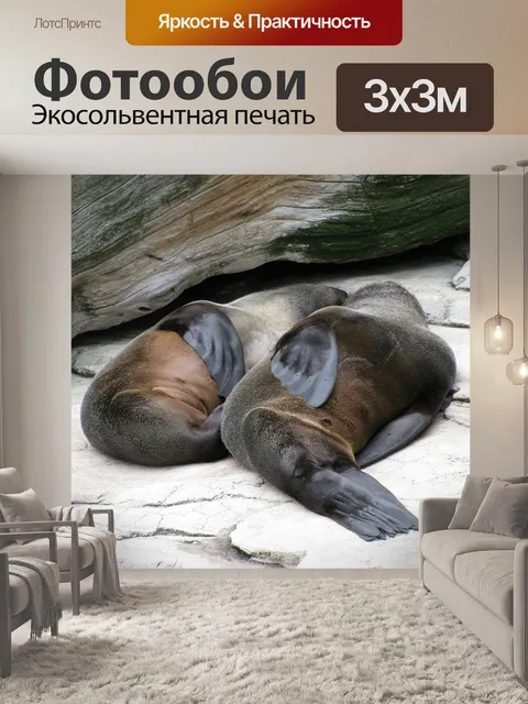 Фотообои Морские львы