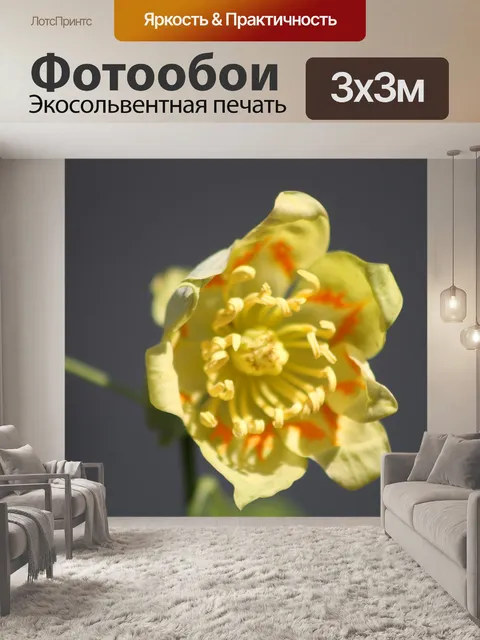 Фотообои Цветок