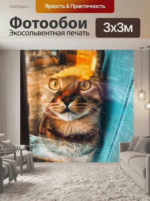 Фотообои Кошка