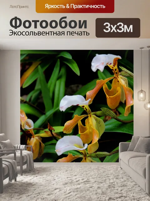 Фотообои Леди тапочка Орхидея Интанон Националь