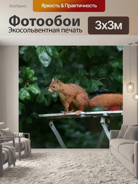 Фотообои Белка