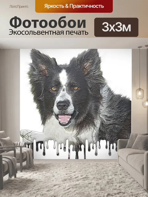 Фотообои Собака колли капает