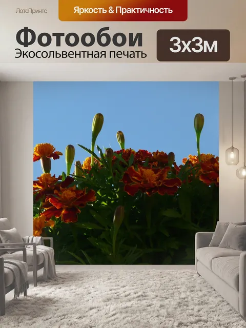 Фотообои Бархатцы