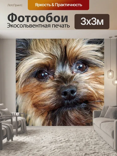 Фотообои Морда моей мягкой собаки