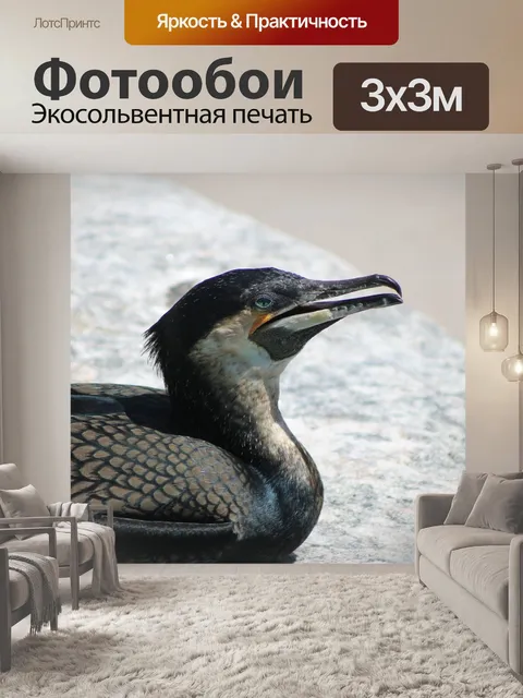 Фотообои Баклан