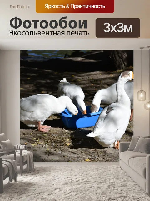 Фотообои Гуси