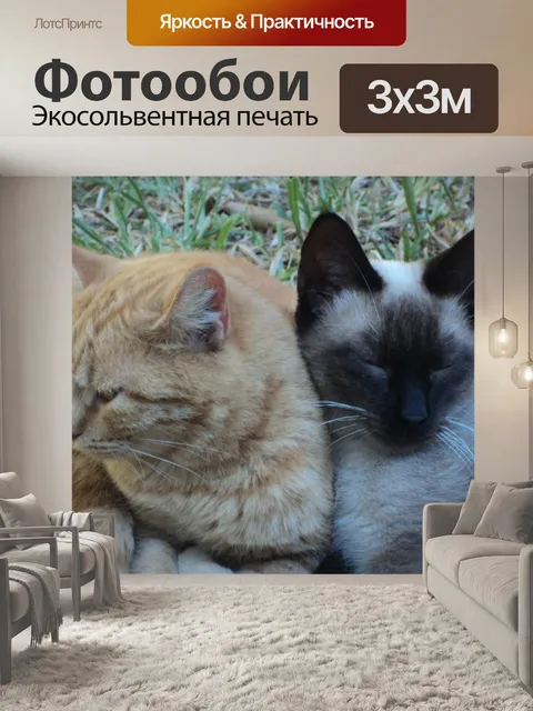 Фотообои Котята
