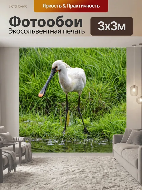 Фотообои Белый Колпица 6