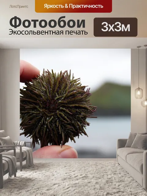 Фотообои Морские ежи