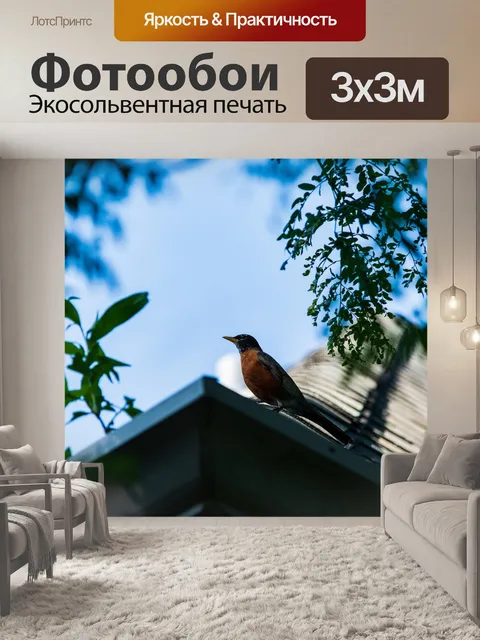 Фотообои Птица