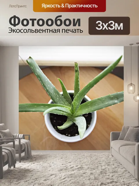 Фотообои Алоэ вера